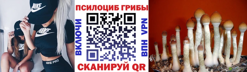 Галлюциногенные грибы GOLDEN TEACHER  Губкинский 